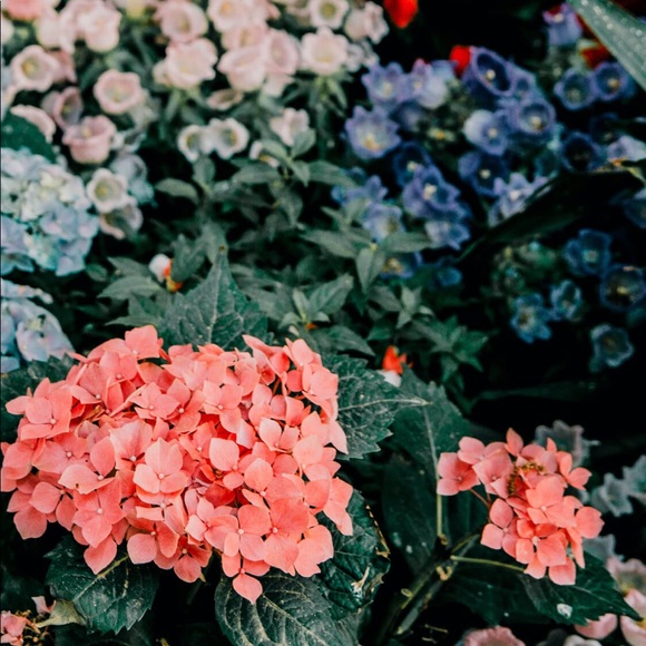 Meet your Posher, Breanna - Picture 1 of 1